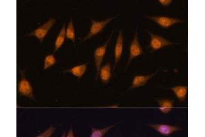 Immunofluorescence analysis of L-929 cells using MYOD1 Polyclonal Antibody at dilution of 1:100. (MYOD1 抗体)