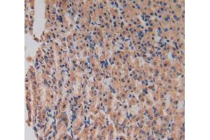 Used in DAB staining on fromalin fixed paraffin- embedded stomach tissue (LIPG 抗体  (AA 203-471))