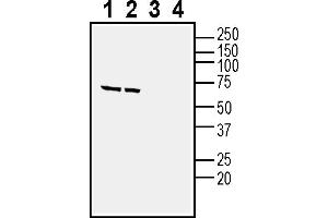 Western blot analysis of human SH-SY5Y neuroblastoma cell line lysate (lanes 1 and 3) and human  MG glioblastoma cell line lysate (lanes 2 and 4):1-2. (NPBWR1 抗体  (Intracellular))