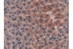 IHC-P analysis of Mouse Liver Tissue, with DAB staining. (PON1 抗体  (AA 2-186))