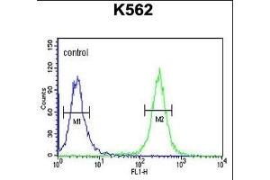 ACSM1 Antibody (N-term) (ABIN653232 and ABIN2842765) flow cytometric analysis of K562 cells (right histogram) compared to a negative control cell (left histogram). (ACSM1 抗体  (N-Term))