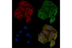 ABIN6259511 and ABIN6276158 staining Hela cells by IF/ICC.