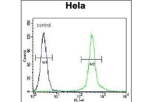 CK2 Antibody (Center) (ABIN651399 and ABIN2840216) flow cytometric analysis of Hela cells (right histogram) coared to a negative control cell (left histogram). (CMPK2 抗体  (AA 142-170))