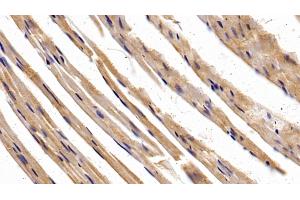 Detection of SP-B in Mouse Cardiac Muscle Tissue using Polyclonal Antibody to Surfactant Protein B (SP-B) (SFTPB 抗体  (AA 20-193))