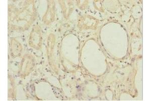 Immunohistochemistry of paraffin-embedded human kidney tissue using ABIN7160192 at dilution of 1:100 (MGLL 抗体  (AA 1-303))