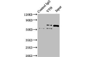 Immunoprecipitating VTN in NIH/3T3 whole cell lysate Lane 1: Rabbit control IgG instead of ABIN7175561 in NIH/3T3 whole cell lysate.