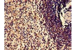 Immunohistochemistry of paraffin-embedded human spleen tissue using ABIN7169719 at dilution of 1:100 (SLAMF1 抗体  (AA 69-204))