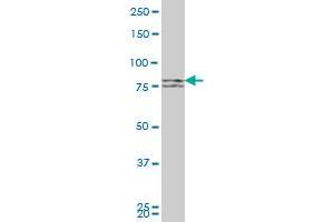 Western Blotting (WB) image for anti-Mitofusin 1 (MFN1) (AA 1-741) antibody (ABIN527615)