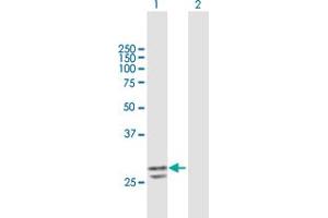 Western Blot analysis of PNPO expression in transfected 293T cell line by PNPO MaxPab polyclonal antibody. (PNPO 抗体  (AA 1-261))