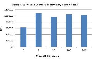 SDS-PAGE of Mouse Interleukin-16 Recombinant Protein Bioactivity of Mouse Interleukin-16 Recombinant Protein. (IL16 蛋白)