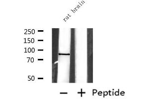 Western blot analysis of extracts from rat brain, using EXT1 Antibody. (EXT1 抗体)