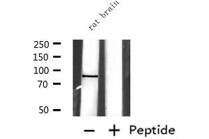 Western blot analysis of extracts from rat brain, using EXT1 Antibody. (EXT1 抗体)