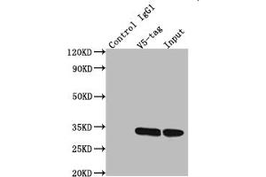 Immunoprecipitating V5 Tag in Transfected HEK293F cells whole cell lysate Lane 1: Mouse control IgG1 instead of ABIN7131636 in Transfected HEK293F cells whole cell lysate Lane 2: ABIN7131636 (2. (V5 Epitope Tag 抗体)