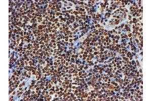 Image no. 2 for anti-Fragile X Mental Retardation 1 (FMR1) antibody (ABIN1498287) (FMR1 抗体)