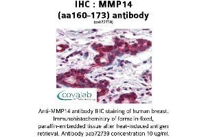 Image no. 2 for anti-Matrix Metallopeptidase 14 (Membrane-inserted) (MMP14) (AA 160-173) antibody (ABIN2852383) (MMP14 抗体  (AA 160-173))
