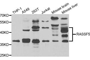 Western blot analysis of extracts of various cell lines, using RASSF5 antibody (ABIN4904957) at 1:1000 dilution. (RASSF5 抗体)