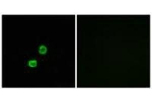 Immunofluorescence analysis of MCF-7 cells, using GCNT7 antibody. (GCNT7 抗体)