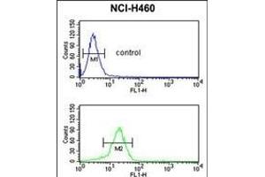 Y antibody (C-term) (ABIN390480 and ABIN2840844) flow cytometric analysis of NCI- cells (bottom histogram) compared to a negative control cell (top histogram). (YAP1 抗体  (C-Term))