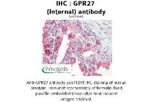 Image no. 1 for anti-G Protein-Coupled Receptor 27 (GPR27) (Internal Region) antibody (ABIN1735042) (GPR27 抗体  (Internal Region))