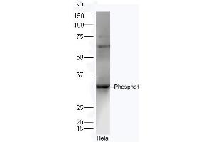 Lane 1:Hela lysates probed with Rabbit Anti-Phospho1 Polyclonal Antibody, Unconjugated (ABIN1714861) at 1:300 overnight at 4 °C. (PHOSPHO1 抗体  (AA 201-267))