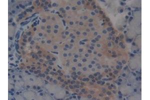 DAB staining on IHC-P; Samples: Rat Pancreas Tissue (T-Bet 抗体  (AA 241-493))