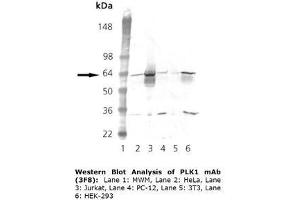 Image no. 1 for anti-Polo-Like Kinase 1 (PLK1) (Internal Region) antibody (ABIN363957)