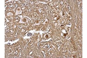 IHC-P Image CSN1 antibody [C3], C-term detects CSN1 protein at nucleus on rat brain stem by immunohistochemical analysis. (GPS1 抗体  (C-Term))