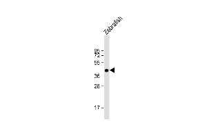 Anti-DANRE pou3f3a Antibody (C-term) at 1:1000 dilution + Zebrafish lysate Lysates/proteins at 20 μg per lane. (POU3F3 抗体  (C-Term))