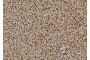 ABIN6277555 at 1/100 staining Mouse liver tissue by IHC-P. (PSMC6 抗体  (Internal Region))