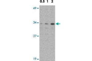 Western blot analysis of NDEL1 in Jurkat whole cell lysate with NDEL1 polyclonal antibody  at 0. (NDEL1 抗体  (N-Term))