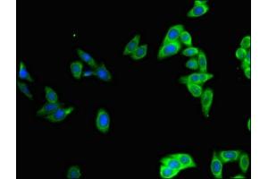 Immunofluorescence (IF) image for anti-POU domain, class 2, transcription factor 2 (POU2F2) (AA 277-389) antibody (ABIN7164047)