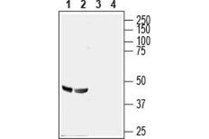 Western blot analysis of rat (lanes 1 and 3) and mouse (lanes 2 and 4) brain lysates: - 1,2. (GPR56 抗体  (Extracellular, N-Term))