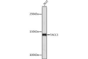 Western blot analysis of extracts of 293T cells, using T Rabbit mAb (ABIN7270916) at 1:1000 dilution. (TACC3 抗体)