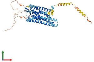 AlphaFold protein structure predicition of Human Recombinant OPRM1 Protein, UniprotID P35372