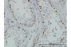 Image no. 1 for anti-Sal-Like 4 (SALL4) (AA 954-1054) antibody (ABIN466230) (SALL4 抗体  (AA 954-1054))