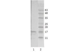 Western Blot testing of HIV-1 recombinant Tat protein: using HIV-1 Tat antibody, Clone 15 at 2 µg/ml. (Human Immunodeficiency Virus Type 1 (HIV-1) (AA 2-9) 抗体)