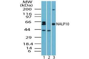 NLRP10 抗体  (AA 493-509)