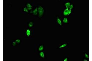 Immunofluorescent analysis of Hela cells using ABIN7147273 at dilution of 1:100 and Alexa Fluor 488-congugated AffiniPure Goat Anti-Rabbit IgG(H+L) (CIDEA 抗体  (AA 1-51))