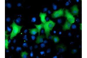 Anti-NEK9 mouse monoclonal antibody (ABIN2454908) immunofluorescent staining of COS7 cells transiently transfected by pCMV6-ENTRY NEK9 (RC211326). (NEK9 抗体)