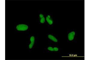 Immunofluorescence (IF) image for anti-Zinc Finger Protein 257 (ZNF257) (AA 1-531) antibody (ABIN530230)