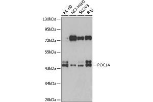 Western blot analysis of extracts of various cell lines, using POC1A antibody (ABIN6133068, ABIN6145865, ABIN6145867 and ABIN6223351) at 1:1000 dilution. (POC1A 抗体  (AA 138-407))