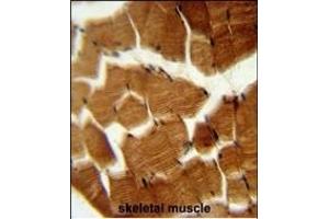 PREPL Antibody (C-term) (ABIN651755 and ABIN2840389) immunohistochemistry analysis in formalin fixed and paraffin embedded human skeletal muscle followed by peroxidase conjugation of the secondary antibody and DAB staining. (PREPL 抗体  (C-Term))