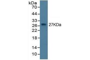 Western Blotting (WB) image for Tumor Necrosis Factor alpha (TNF alpha) ELISA Kit (ABIN6574141)