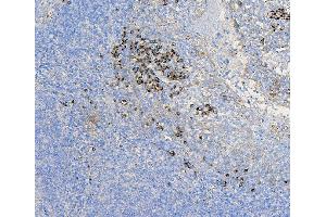 IHC analysis of COPE using anti-COPE antibody (ABIN7602509).