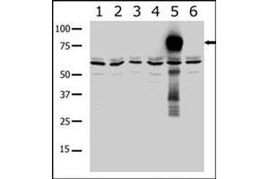 Western blot analysis of PAK7 polyclonal antibody  in lysates from transiently transfected COS-7 cells. (PAK7 抗体  (AA 183-198))