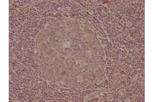 IHC image of ABIN7139747 diluted at 1:100 and staining in paraffin-embedded human tonsil tissue performed on a Leica BondTM system. (CELSR1 抗体  (AA 345-363))