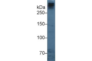 Western Blot; Sample: Human Serum; Primary Ab: 3µg/ml Mouse Anti-Human APOB Antibody Second Ab: 0. (APOB 抗体  (AA 3365-3548))