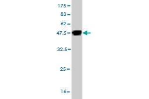 Western Blot detection against Immunogen (36.