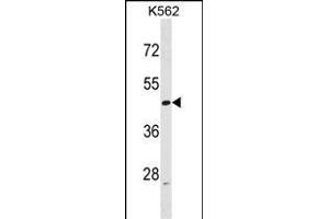 ACTL6A Antibody (N-term) (ABIN1538810 and ABIN2848654) western blot analysis in K562 cell line lysates (35 μg/lane). (BAF53A 抗体  (N-Term))