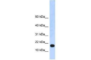 LOC115648 antibody used at 0. (LOC115648 (LOC115648) (Middle Region) 抗体)